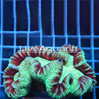 Open Brain Coral Solomon (click for more detail)