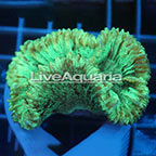 Open Brain Coral Solomon (click for more detail)