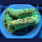 Open Brain Coral Solomon (click for more detail)