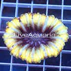 Cynarina Button Coral Solomon (click for more detail)