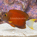 White Tail Bristletooth Tang (click for more detail)