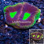 LiveAquaria® Cultured Favia Coral (click for more detail)