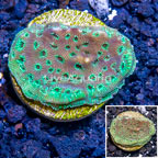 LiveAquaria® Cultured Pavona Coral (click for more detail)