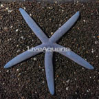 Blue Sea Star EXPERT ONLY (click for more detail)