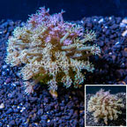 Goniopora Coral Indonesia (click for more detail)