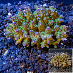 Acropora Coral Fiji (click for more detail)