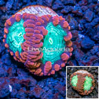 LiveAquaria® Cultured Blastomussa Wellsi Coral  (click for more detail)