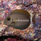 Epaulette Surgeonfish (click for more detail)