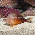 Yellow Hawkfish (click for more detail)