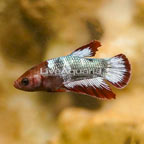 Placket Betta (click for more detail)