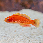 Carpenter's Flasher Wrasse, IP (click for more detail)