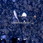 Western Pacific White Cap Goby (click for more detail)