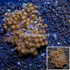 Zoanthus Coral Vietnam (click for more detail)