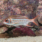 Dusky Squirrelfish  (click for more detail)