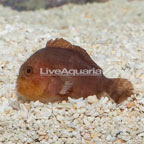 Penny Coral Croucher Goby (click for more detail)