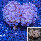 LiveAquaria® Cultured Hammer Coral (click for more detail)