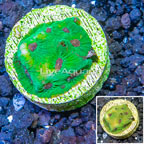 LiveAquaria® Cultured Favia Brain Coral (click for more detail)