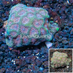 LiveAquaria® Cultured Goniastrea Brain Coral  (click for more detail)