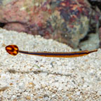 Bluestripe Pipefish, EXPERT ONLY (click for more detail)