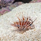 Antennata Lionfish (click for more detail)