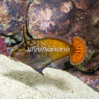 Blackbar Filefish (click for more detail)