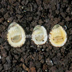 Nerite Snails, Trio (click for more detail)