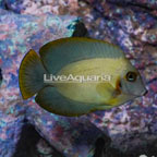 Mimic Lemon Peel Tang (click for more detail)