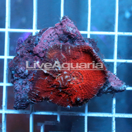 Chalice Coral Solomon (click for more detail)