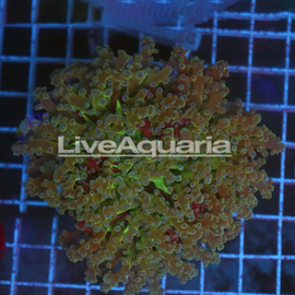 Green and Orange Frogspawn Coral Solomon (click for more detail)