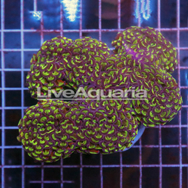 Bicolor Hammer Coral Solomon (click for more detail)
