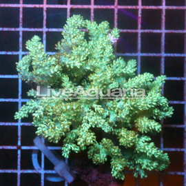 Pineapple Tree Coral Solomon (click for more detail)