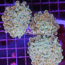 Green and Orange Frogspawn Coral Solomon (click for more detail)