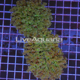 Green and Orange Frogspawn Coral Solomon (click for more detail)