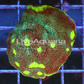 Chalice Coral Solomon (click for more detail)