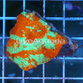 Chalice Coral Solomon (click for more detail)