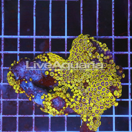 Zoanthus Coral Solomon (click for more detail)