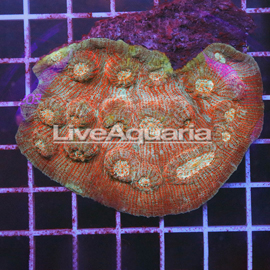 Chalice Coral Solomon (click for more detail)