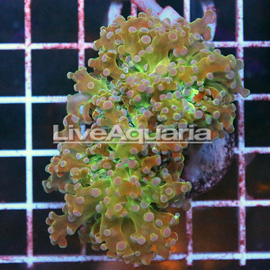 Green and Orange Frogspawn Coral Solomon (click for more detail)