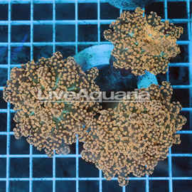 Orange Frogspawn Coral Solomon (click for more detail)