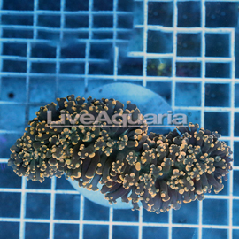 Orange Frogspawn Coral Solomon (click for more detail)
