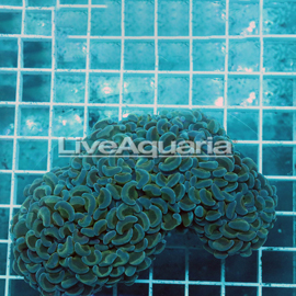 Green Hammer Coral Solomon (click for more detail)