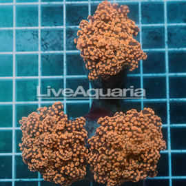 Orange Frogspawn Coral Solomon (click for more detail)