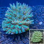 Acropora Coral Fiji (click for more detail)