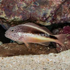 Freckled Hawkfish  (click for more detail)