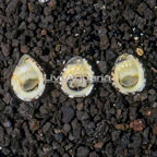 Nerite Snails, Trio  (click for more detail)