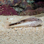 Freckled Hawkfish  (click for more detail)