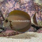 Epaulette Surgeonfish (click for more detail)