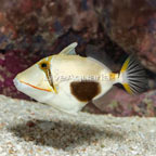 Bursa Triggerfish (click for more detail)