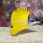 Yellow Longnose Butterflyfish [Blemish] (click for more detail)