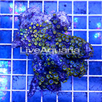 Zoanthus Coral Solomon (click for more detail)